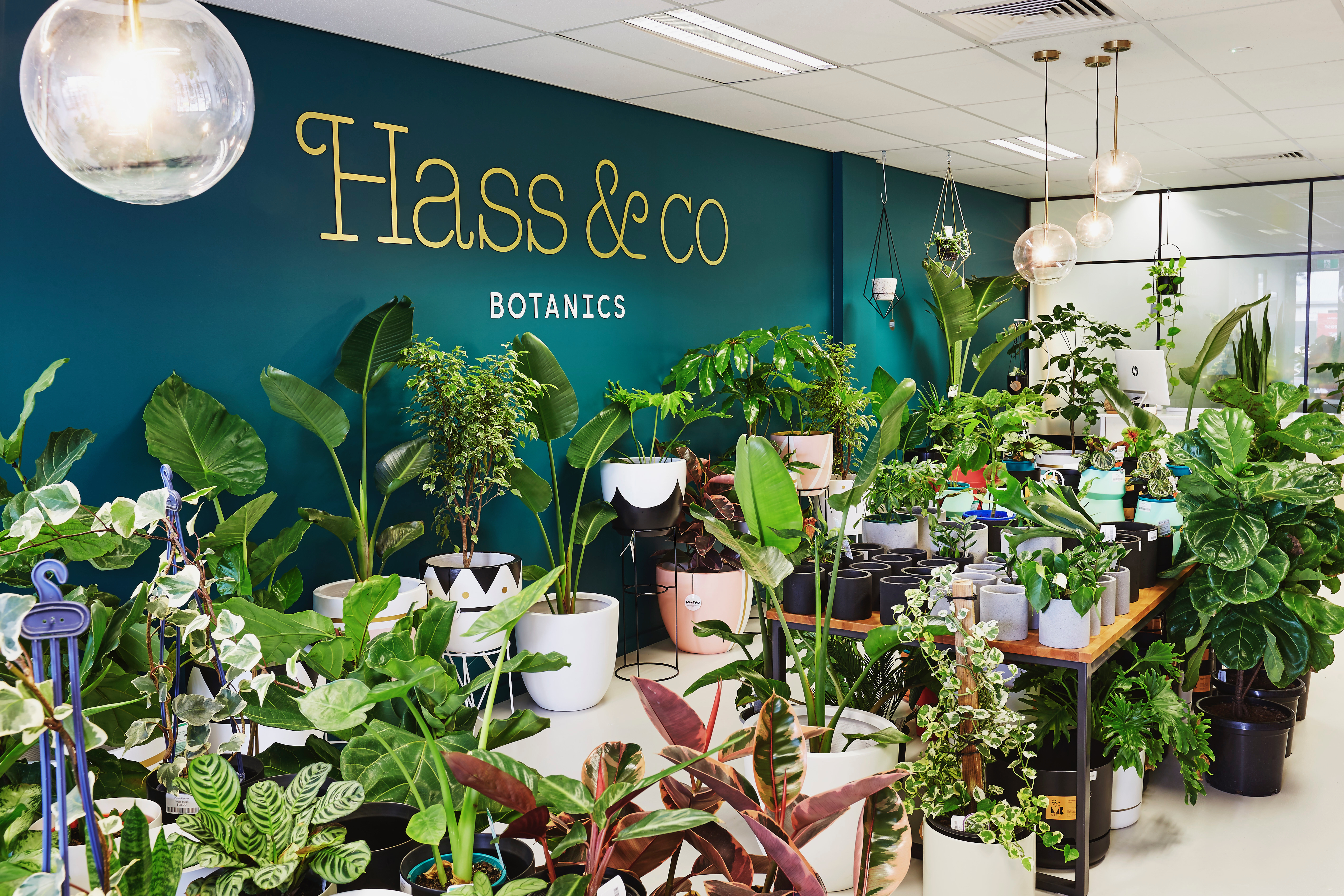 Indoor plant heaven in Leederville, Perth WA